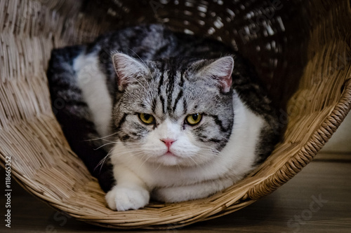 Obraz na płótnie Grey cat in a wooden basket w salonie