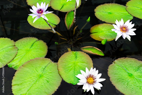 Lilly pad