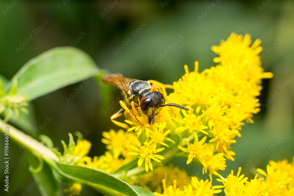 Vespa gialla in primo piano impollina fiore, ape maia, ape, vespa, insetto su fiore, polline fiore giallo Vespa gialla in primo piano impollina fiore, ape maia, ape, vespa, insetto su fiore, polline fiore giallo