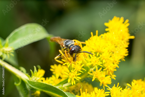 Vespa gialla in primo piano impollina fiore, ape maia, ape, vespa, insetto su fiore, polline fiore giallo © mashiro2004