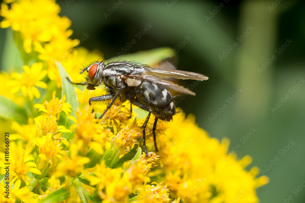 Vespa gialla in primo piano impollina fiore, ape maia, ape, vespa, insetto su fiore, polline fiore giallo Vespa gialla in primo piano impollina fiore, ape maia, ape, vespa, insetto su fiore, polline fiore giallo
