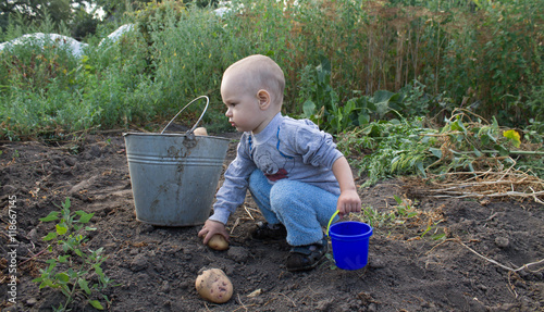 a boy takes the crop of potato