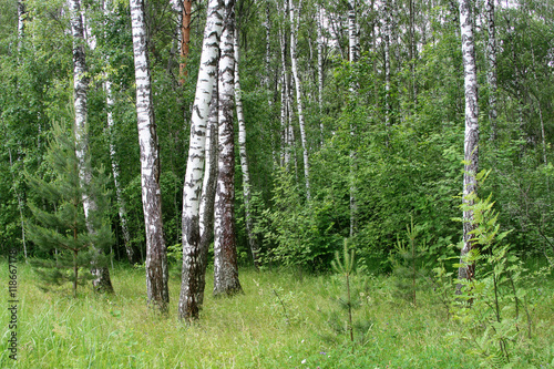 Fototapeta Naklejka Na Ścianę i Meble -  birch trees in a forest