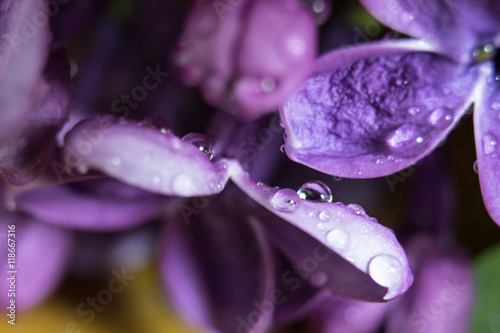 lilac flowers with water drops photo