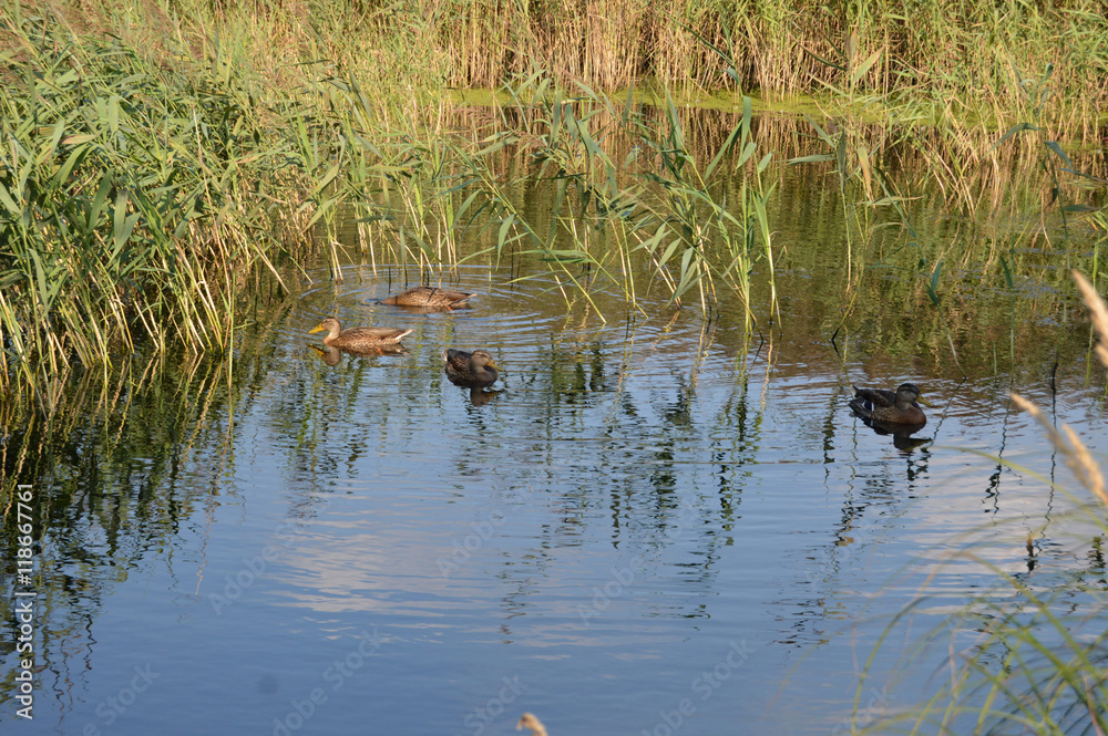 Утки в камышах на озере