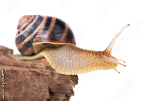 Bright cute snail
