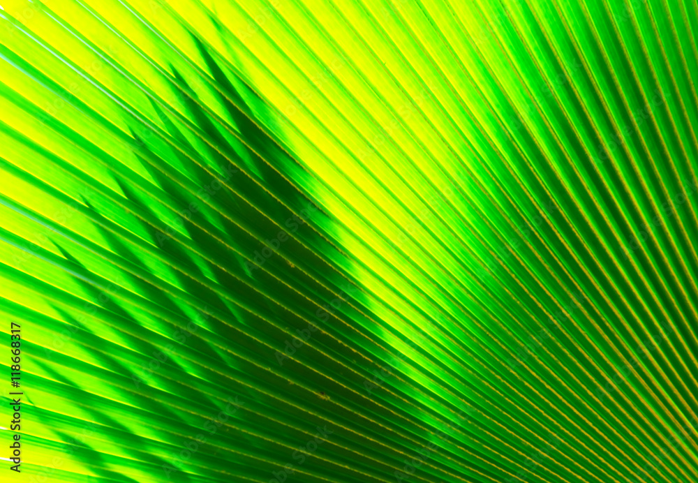 Obraz premium Texture of Green palm Leaf