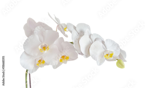 Fototapeta Naklejka Na Ścianę i Meble -  White orchid branch flower, phalaenopsis isolated on white background