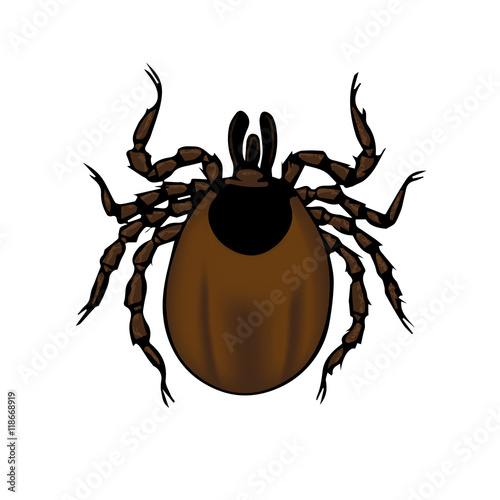 Ixodes tick
