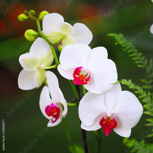 white orchid flowers in tropical garden