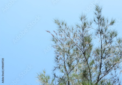 pine leaves on sky background