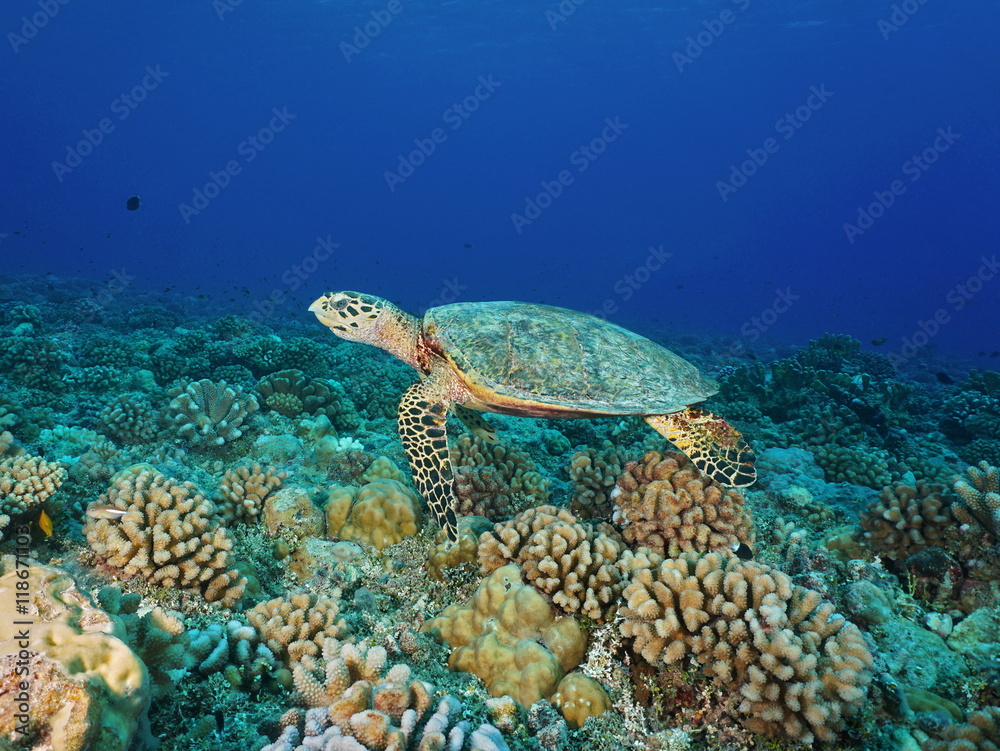 A hawksbill sea turtle, Eretmochelys imbricata, underwater on a coral reef, Pacific ocean, Tuamotu archipelago, French Polynesia A hawksbill sea turtle, Eretmochelys imbricata, underwater on a coral reef, Pacific ocean, Tuamotu archipelago, French Polynesia