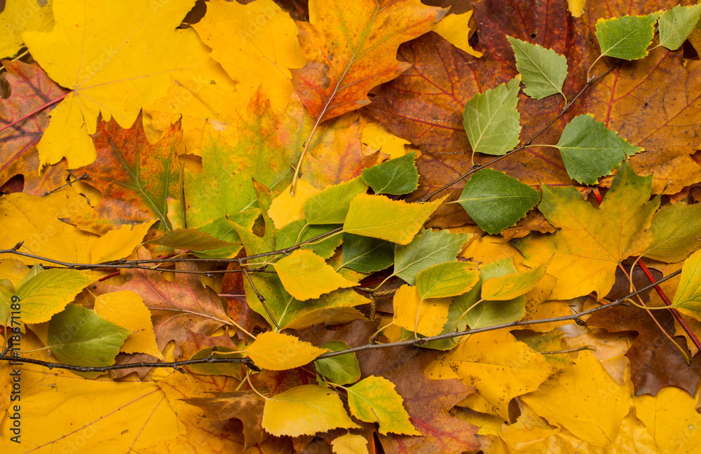 background of autumn leaves background of autumn leaves