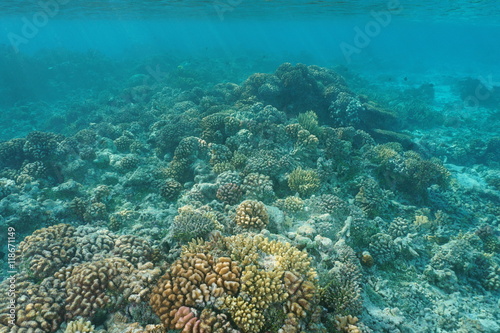 Shallow coral reef underwater sea, natural scene, Pacific ocean, Tuamotu archipelago, French Polynesia