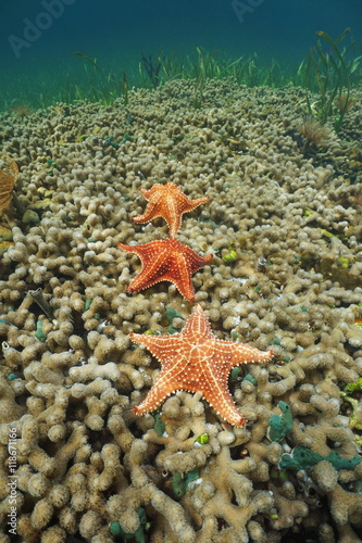 Three Cushion sea stars underwater sea on finger coral, Caribbean