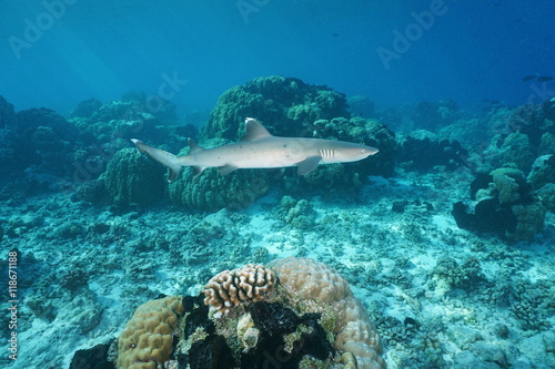 A whitetip reef shark  Triaenodon obesus  underwater  Pacific ocean  Tuamotu archipelago  French Polynesia
