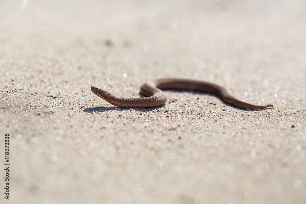 Adder (Vipera Berus) basking on sun Adder (Vipera Berus) basking on sun