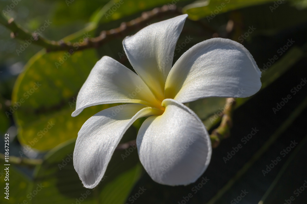 Beautiful flower in asia