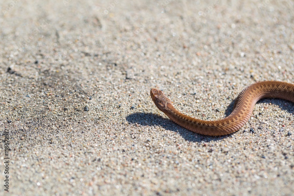 Adder (Vipera Berus) basking on sun Adder (Vipera Berus) basking on sun