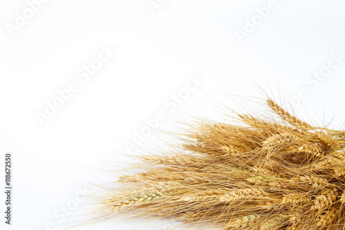 Wheat ears on a light background