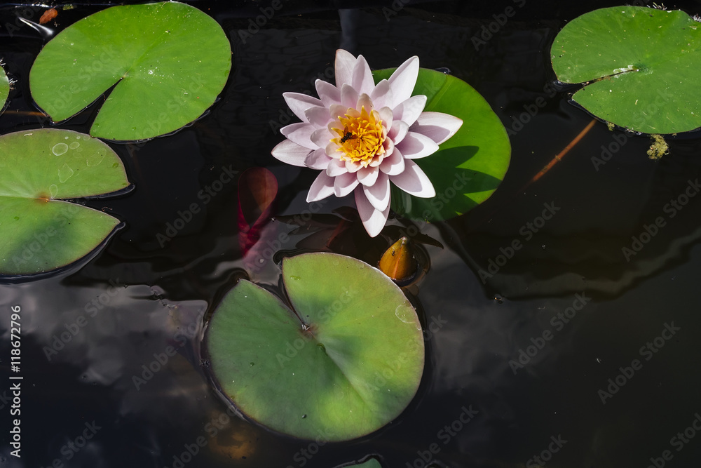 Pink nymphaea flower with sky reflection Pink nymphaea flower with sky reflection