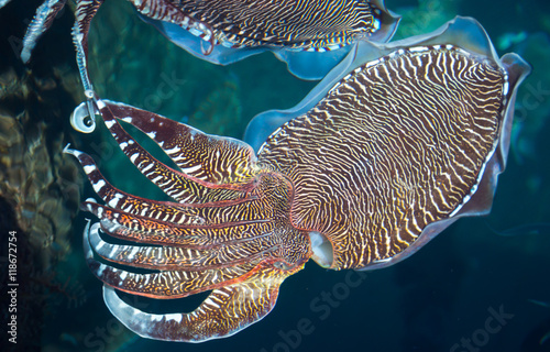 cuttlefish on farm