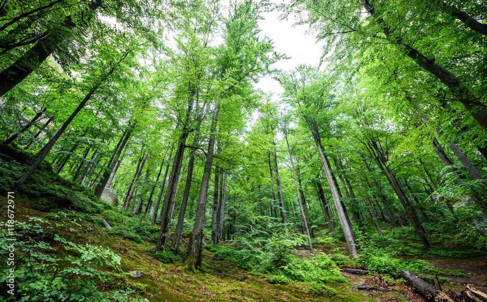 Beech forest after a rain.