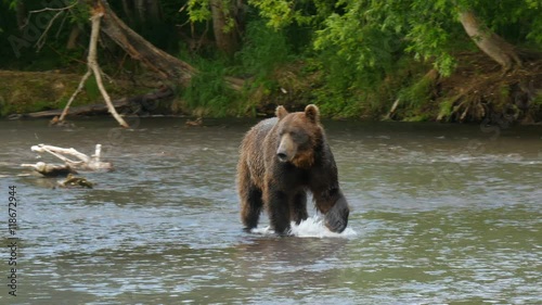 kamchatka brown bear walking in  river 4K UHD