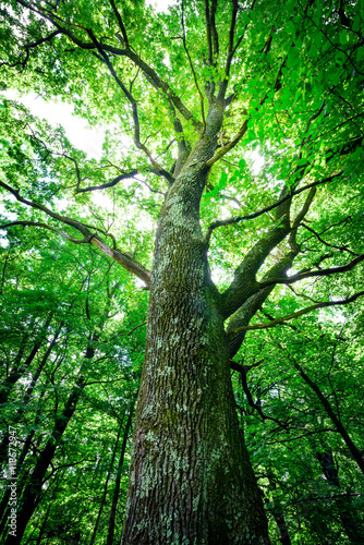 Sunlit Tree Forest