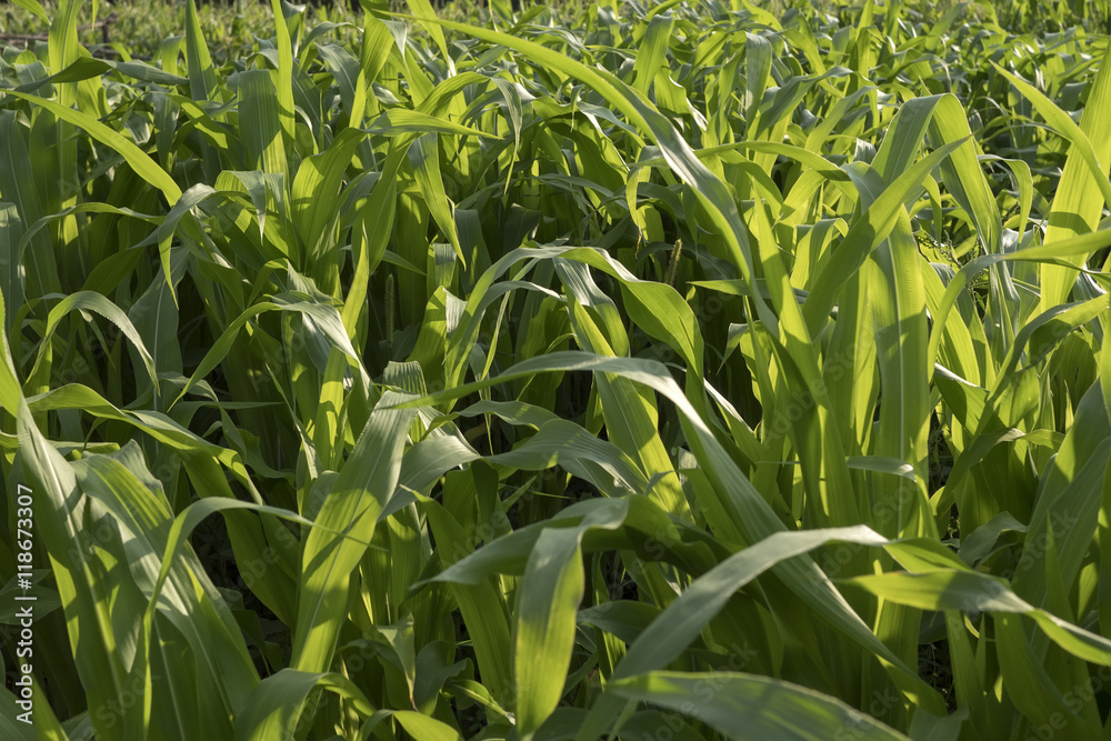 Green corn field at sunset Green corn field at sunset