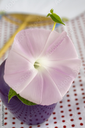 ピンクの朝顔の花