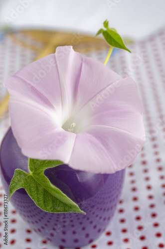 ピンクの朝顔の花