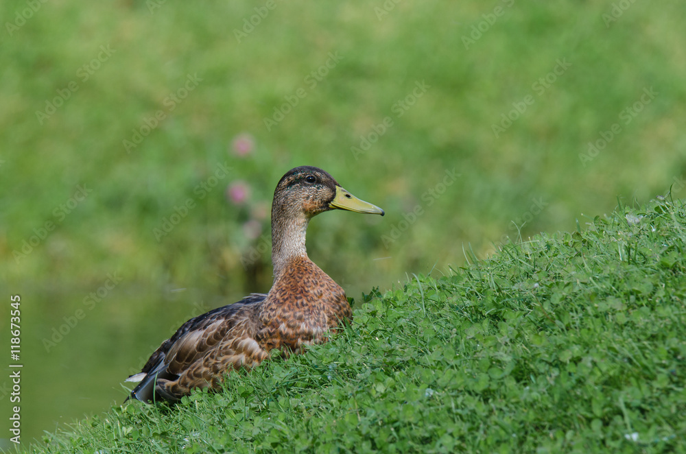 MALLARD DUCK. Wild duck resting on grass in city park MALLARD DUCK. Wild duck resting on grass in city park