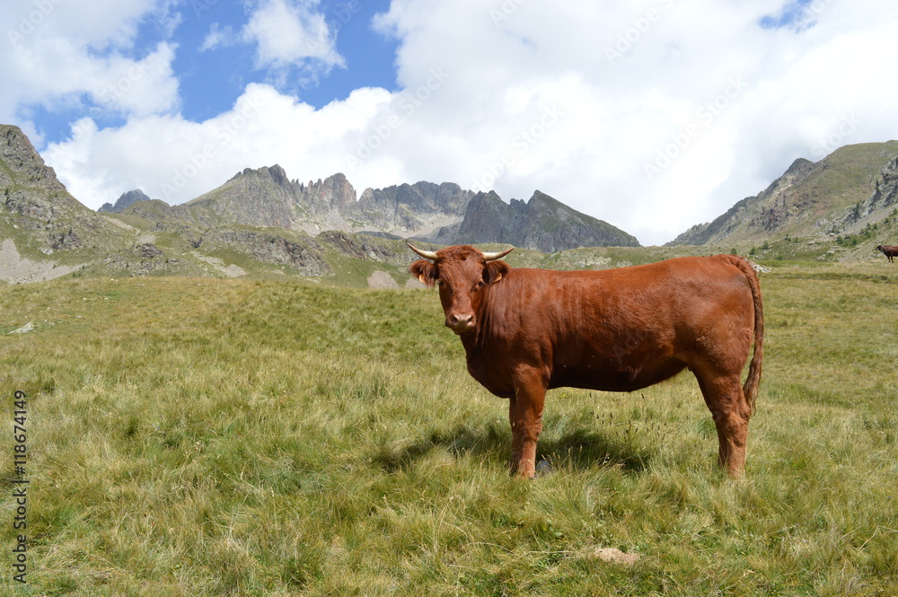 Vache à la montagne
