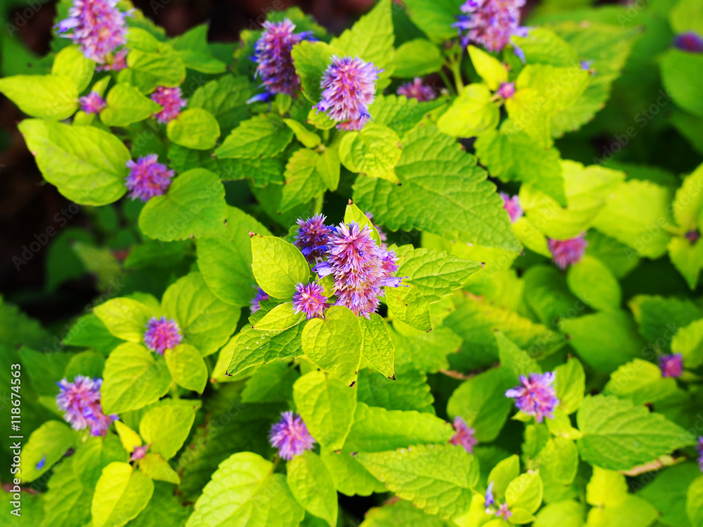 Yellow and violet Agastache foeniculum 'Golden Jubilee' (blue giant hyssop, anise hyssop) Yellow and violet Agastache foeniculum 'Golden Jubilee' (blue giant hyssop, anise hyssop)