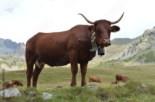 Vache à la montagne