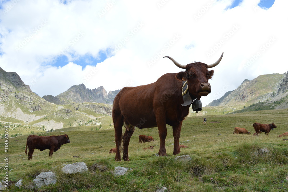 Vache à la montagne