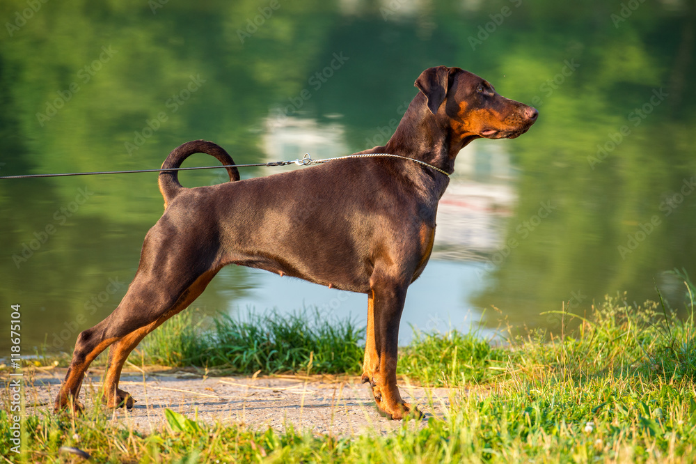 Brown doberman stands in the rack on the summer background Brown doberman stands in the rack on the summer background