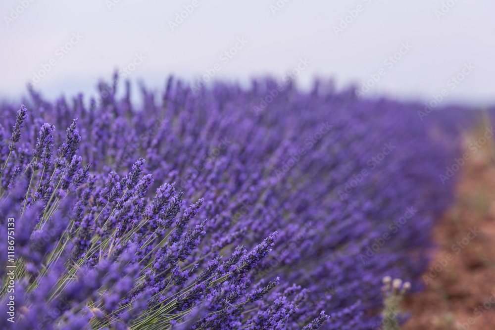 Obraz premium Campos de lavanda