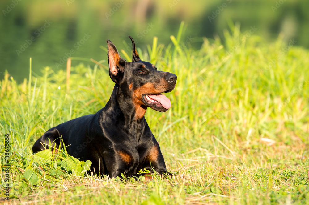 Black doberman portrait in summer Black doberman portrait in summer