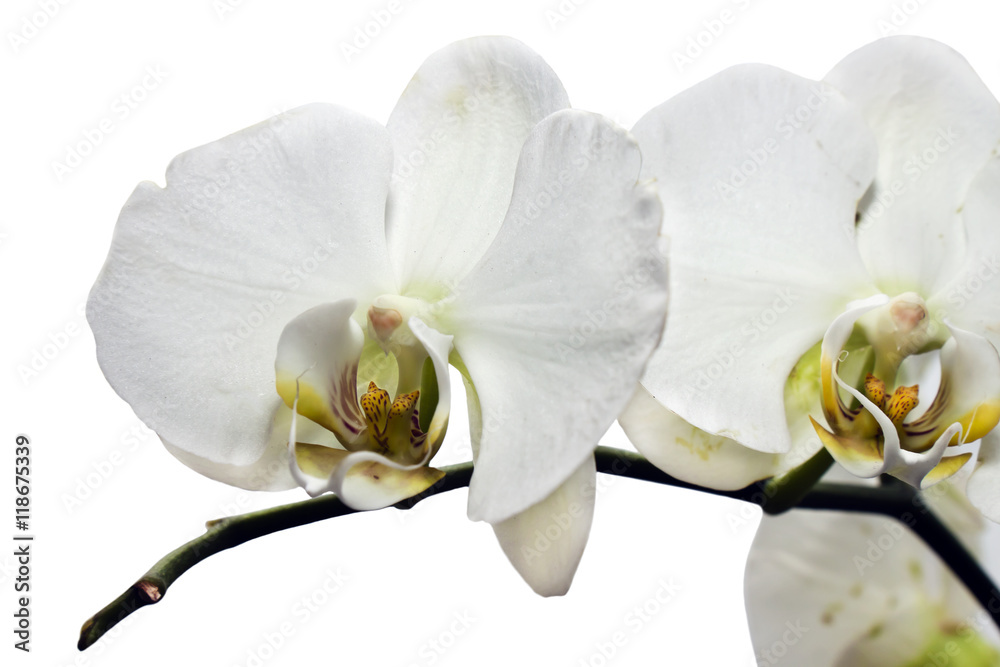 Fototapeta premium white flower of orchid isolated on white background