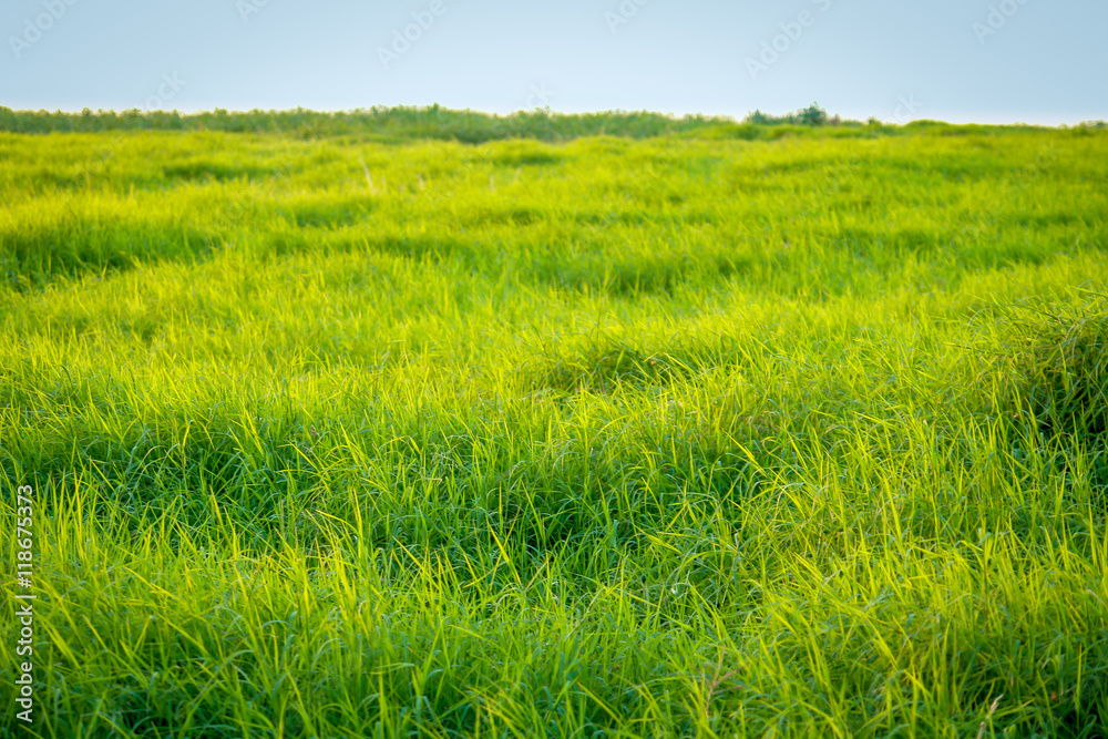 Green pasture
