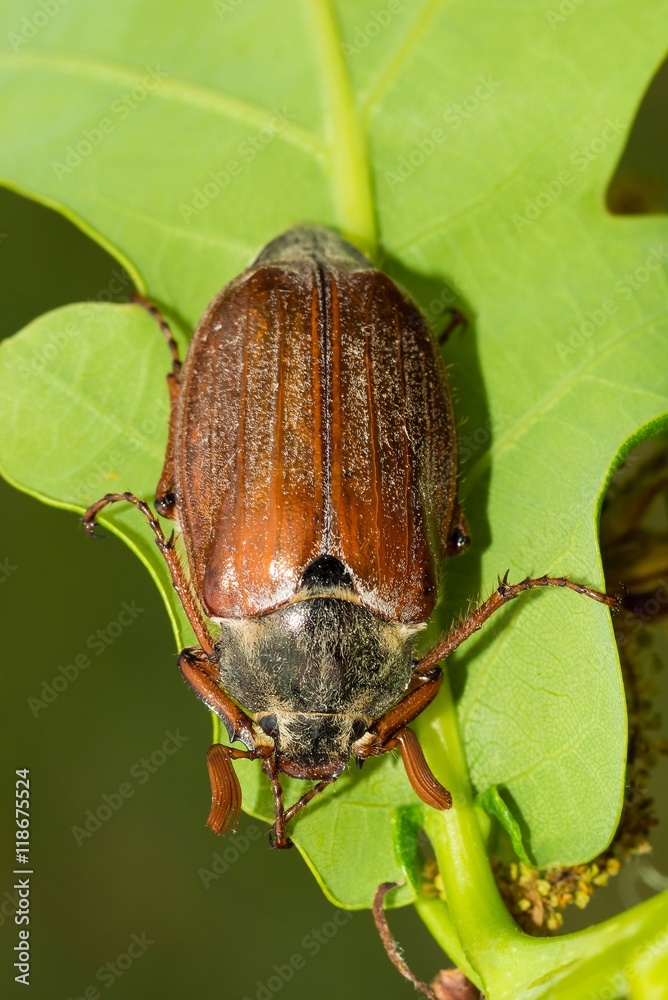 Feldmaikäfer/ Gemeiner Maikäfer/ Feld-Maikäfer (Melolontha melolontha ...