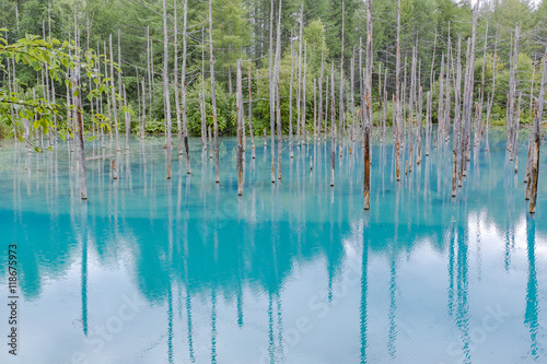 北海道 美瑛 青い池 ,Blue pond Natural lake in Hokkaido,Japan