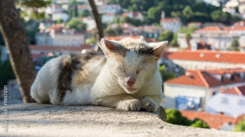 cat