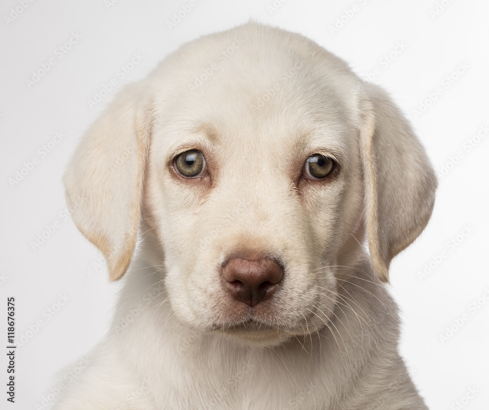 Cachorro de perro labrador blanco con ojos claros Stock Photo | Adobe Stock