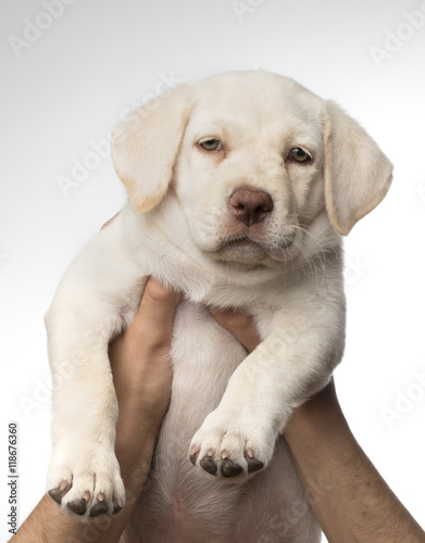 Cachorro de perro labrador blanco con ojos claros