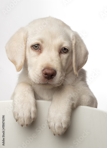 Cachorro de perro labrador blanco con ojos claros Stock Photo | Adobe Stock