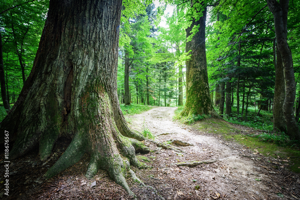 Forest trees. nature green wood sunlight backgrounds.