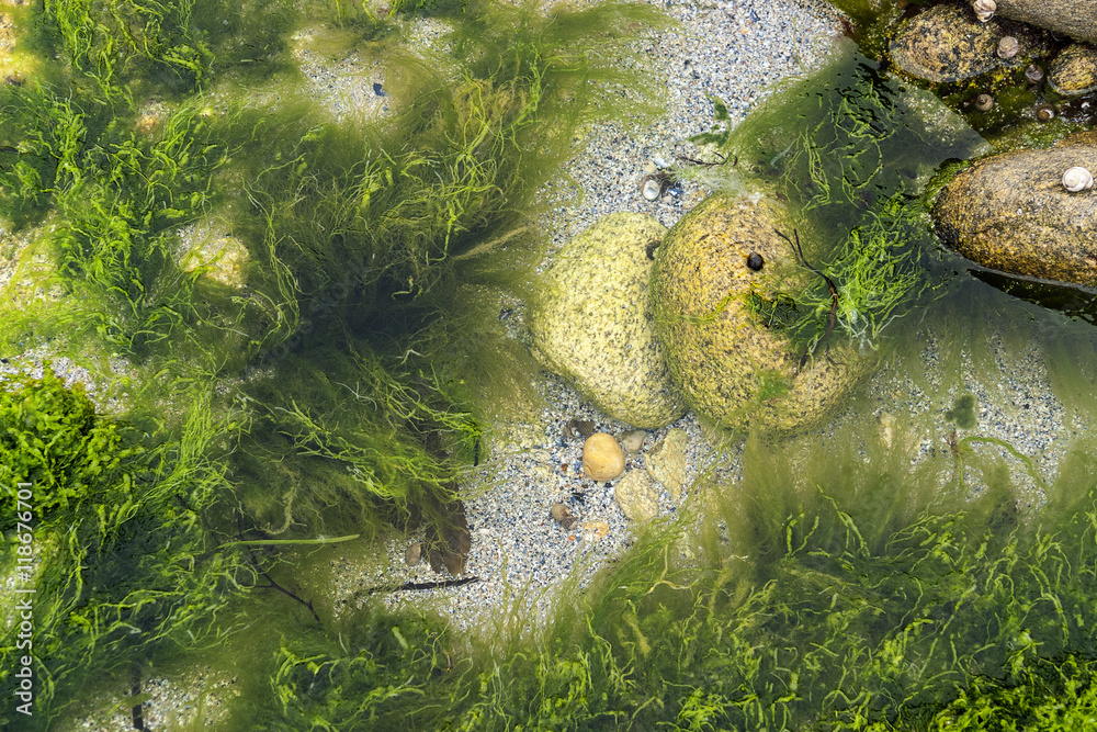Fotografie overgrown coastal detail